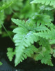 Dryopteris erythrosora - Mini-montículos