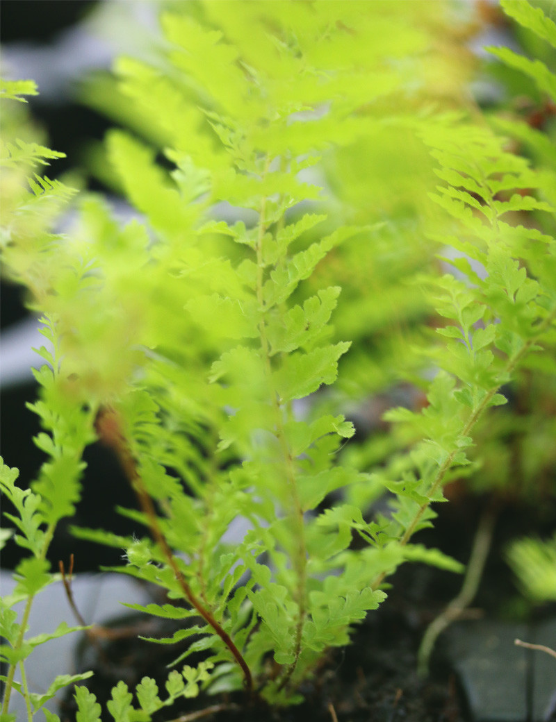 Athyrium spicatum 'cincelado' - Minimotas