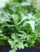 Athyrium Niponicum Metallicum - Mini-mota