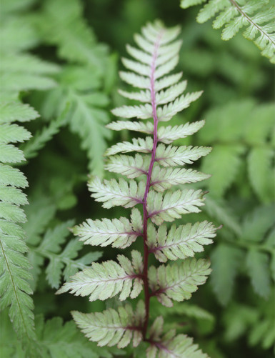 Athyrium Niponicum...