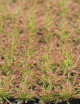 Drosera capensis | Bandeja de minialmohadillas x 104
