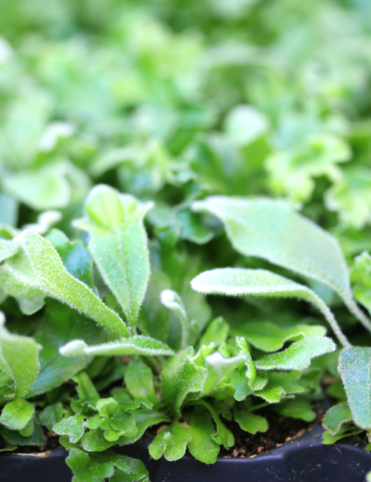 Pyrrosia lingua 'Cristata' - Mini-mottes