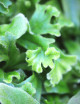 Pyrrosia lingua 'Cristata' - Mini-mottes