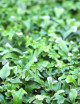 Pyrrosia lingua 'Cristata' - Mini-mottes