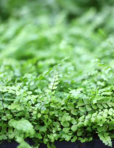 Asplenium trichomanes -...