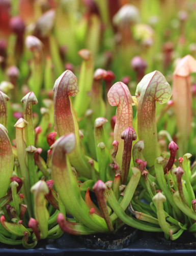 Sarracenia hybride Barba -...