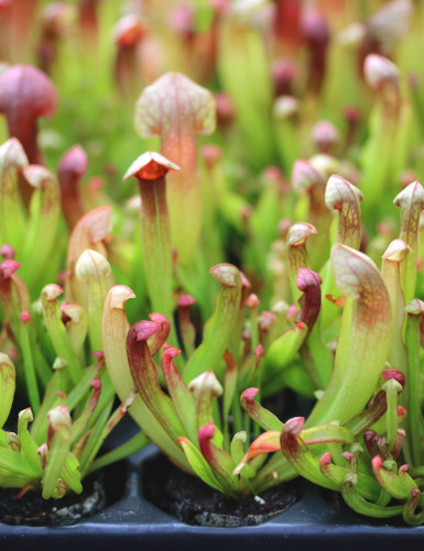 Sarracenia híbrida Barba - Mini-topo