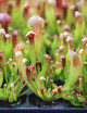 Sarracenia híbrida Barba - Mini-topo
