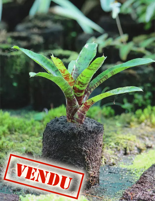 Neoregelia Tigre Gritando raciné en xaxim