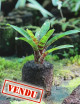 Neoregelia Tigre Gritando raciné en xaxim