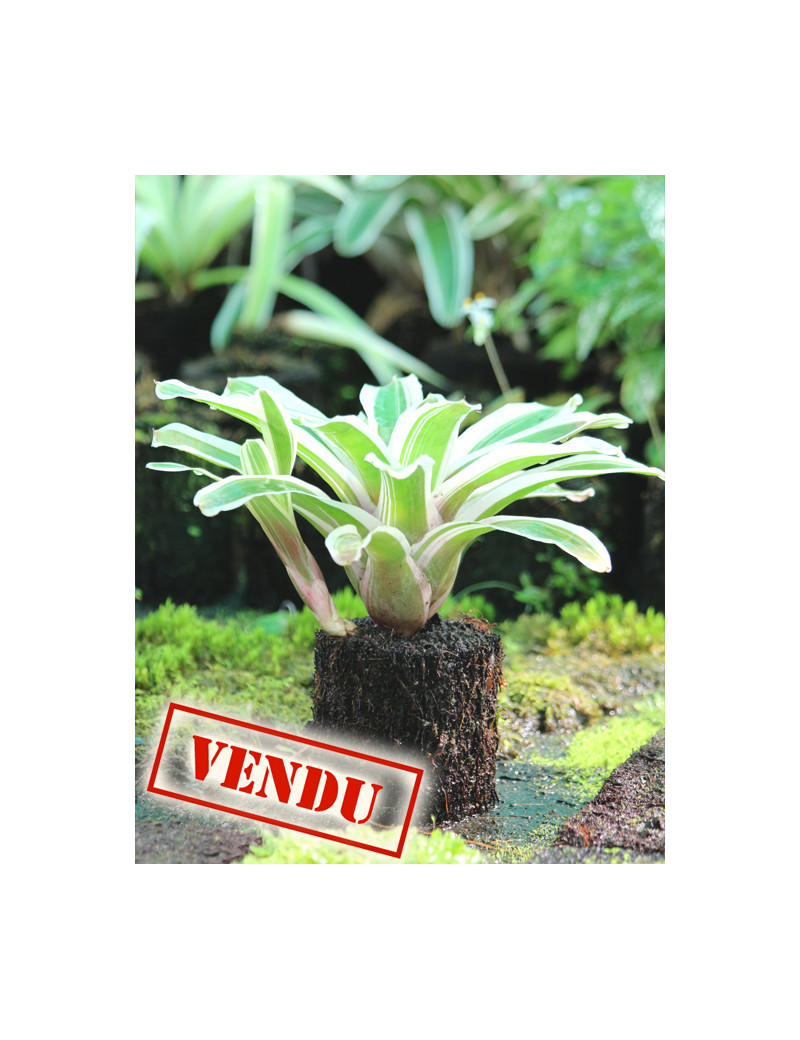 Neoregelia Iphigenie rooted en xaxim