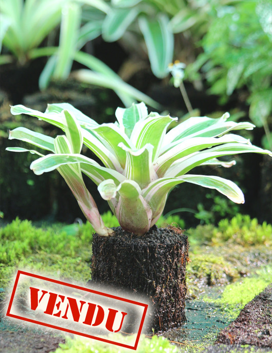 Neoregelia Iphigenie raciné en xaxim