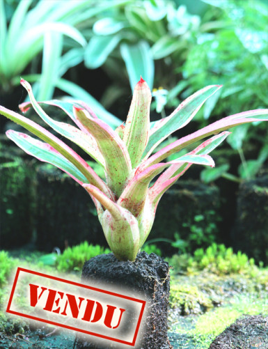 Neoregelia Pink raciné en xaxim