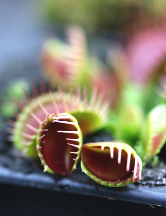 Dionaea funnel trap - Dionée Trichtefalle Plante carnivore