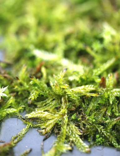 Hypnum moss in mini-plugs