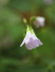 Oxalis triangularis Fanny
