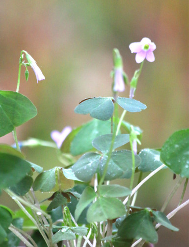 Oxalis triangularis Fanny
