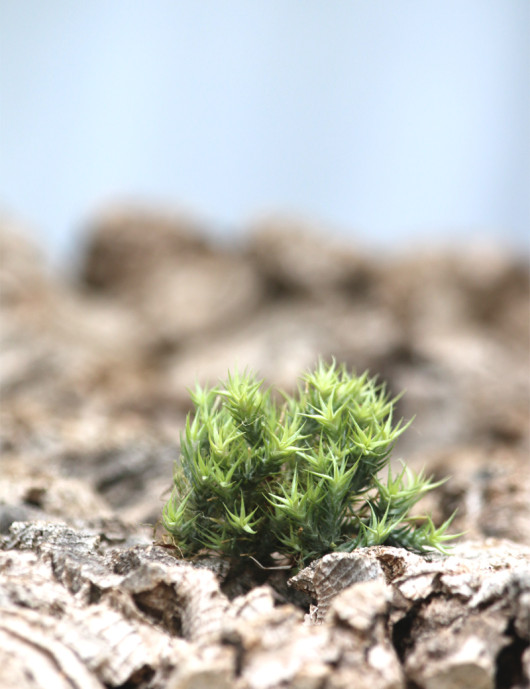 tillandsia tricholepis