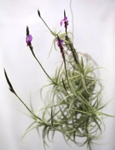 Tillandsia streptocarpa