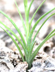Tillandsia streptocarpa