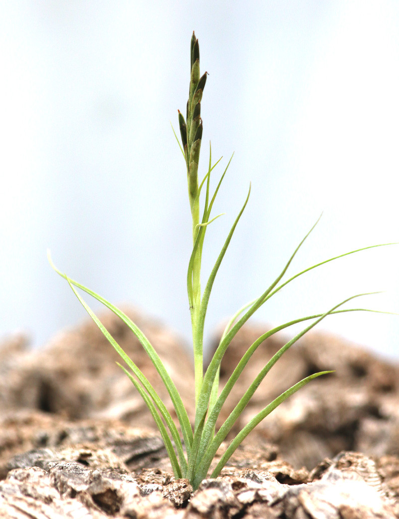 Tillandsia streptocarpa