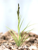 Tillandsia streptocarpa