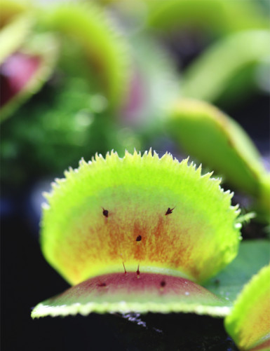 Pack 3 Dionaea