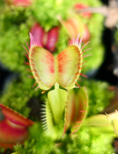 Pack 3 Dionaea