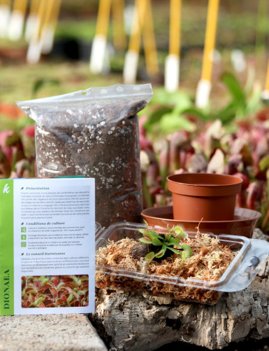 Kit de rempotage Dionaea –...