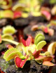 Kit de rempotage Dionaea – spécial débutant
