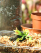 Dionaea repotting kit – beginner-friendly