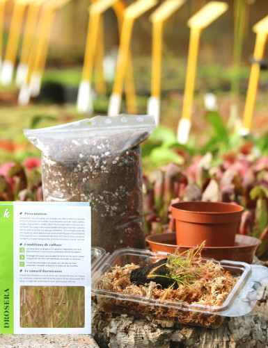 Drosera repotting kit –...