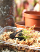Kit para trasplantar Drosera : ideal para principiantes.