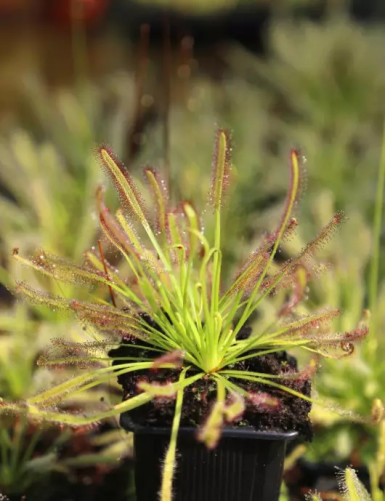 Kit para trasplantar Drosera : ideal para principiantes.