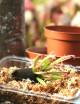Kit de rempotage Sarracenia – spécial débutant