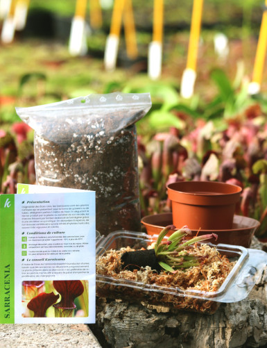 Sarracenia repotting kit –...