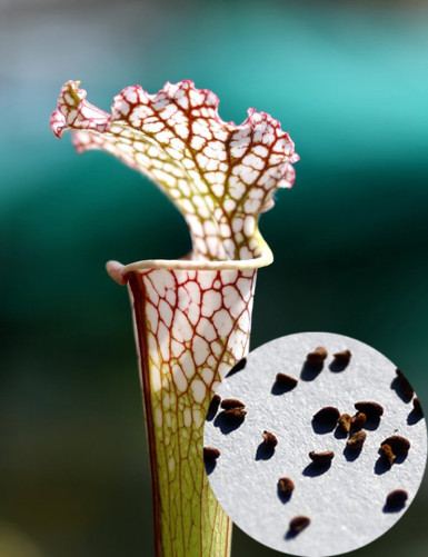 Graines de Sarracenia leucophylla Plante carnivore