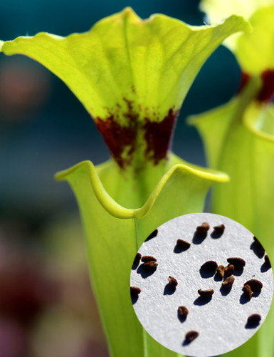 Sarracenia rugelii seeds