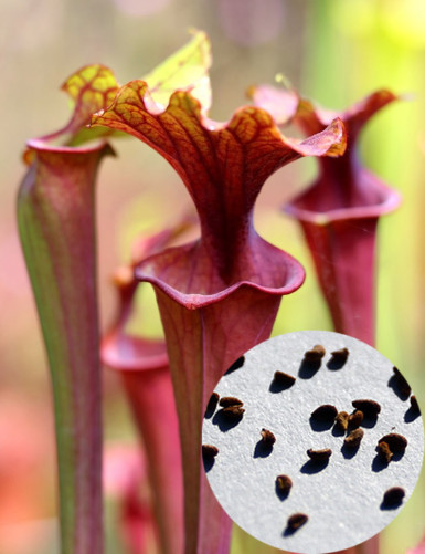semillas Sarracenia...