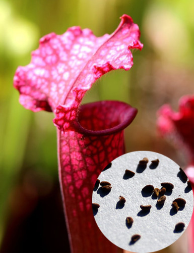Sarracenia Juthatip soper...