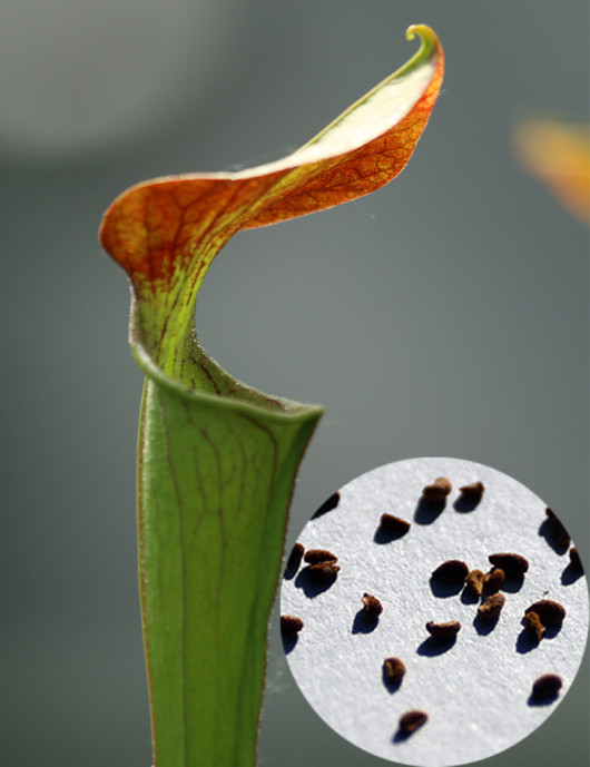 Semillas de Sarracenia Red throat oreophylla