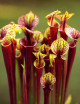 Sarracenia flava rubricorpora seeds
