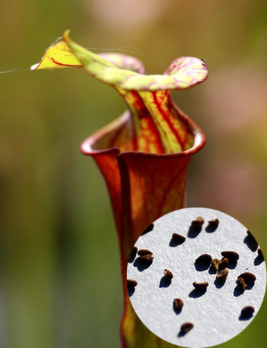 semillas Sarracenia flava...