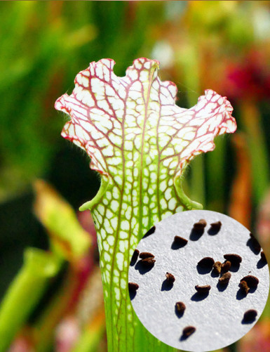 Sarracenia leucophylla red...