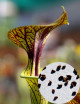 Graines de Sarracenia flava ornata