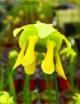 Graines de Sarracenia flava ornata