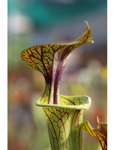 Semillas de Sarracenia flava ornata