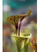 Graines de Sarracenia flava ornata