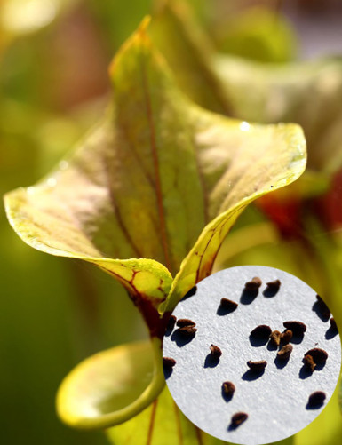 Graines de Sarracenia flava...