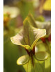 Seeds of Sarracenia flava var. cover